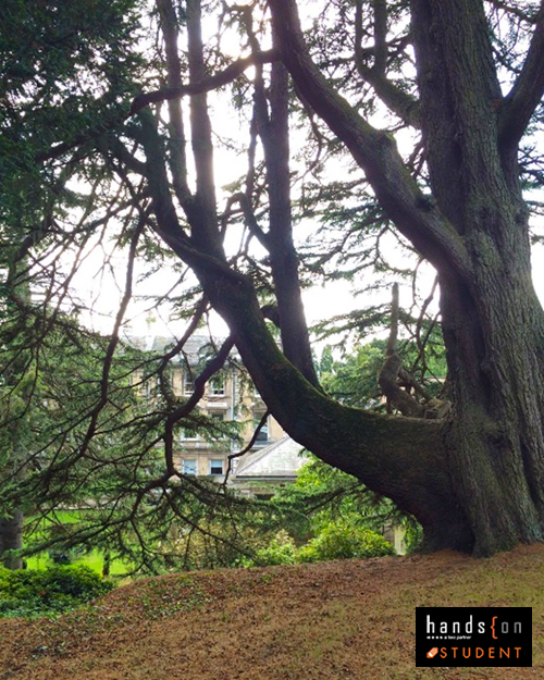 Park in University of Exeter