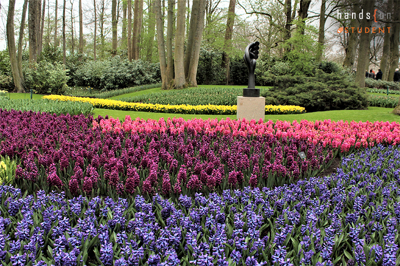 Keukenhof Tulip, Rotterdam