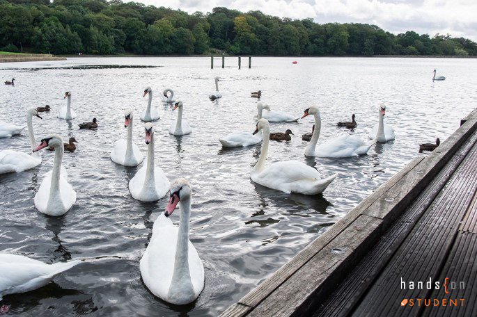 Roundhay Park