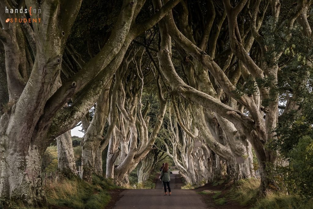 The Dark Hedges